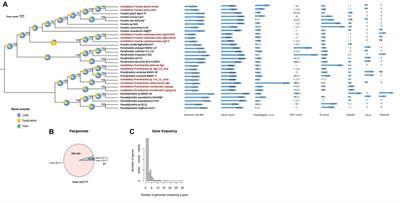 MAGs-centric crack: how long will, spore-positive Frankia and most Protofrankia, microsymbionts remain recalcitrant to axenic growth?